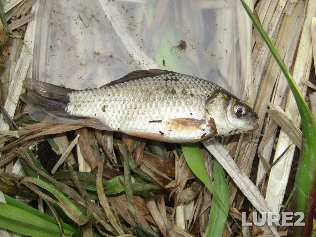 Crucian carp — Voskresenskiy r-n, Moskovskaya obl., Rossiya, May 28, 2023, 4:01 PM