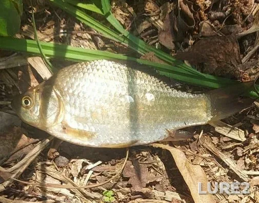 Crucian carp — Voskresenskiy r-n, Moskovskaya obl., Rossiya, May 27, 2023, 3:10 PM