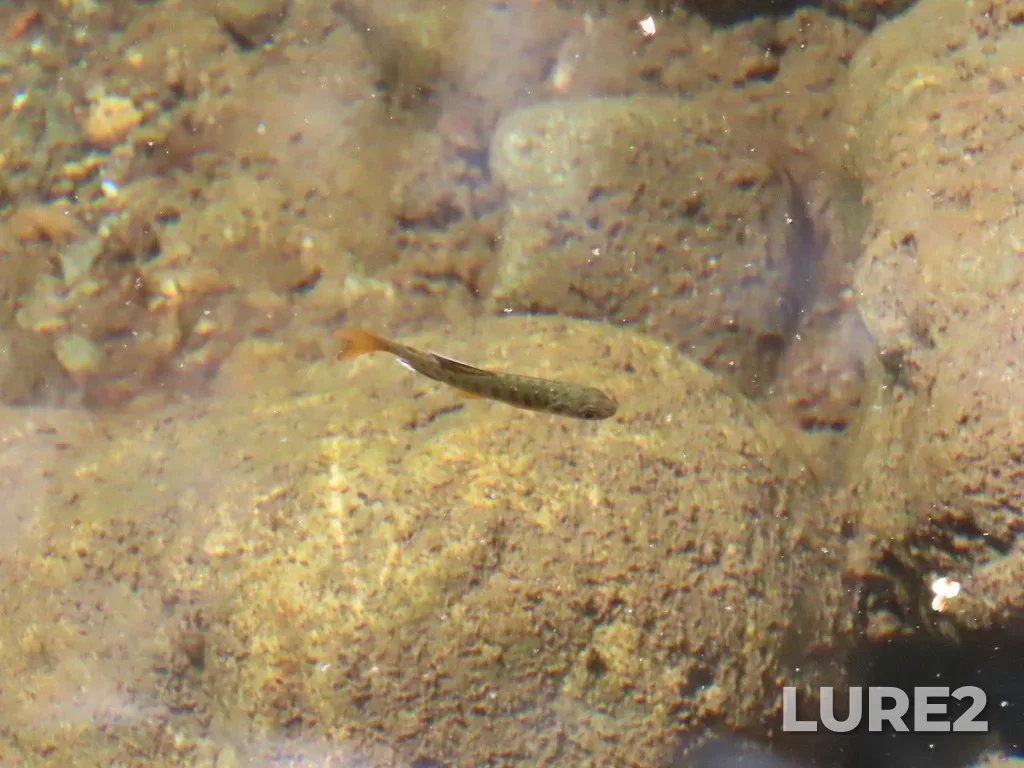 Coho salmon — Charters River, May 27, 2023, 10:45 AM