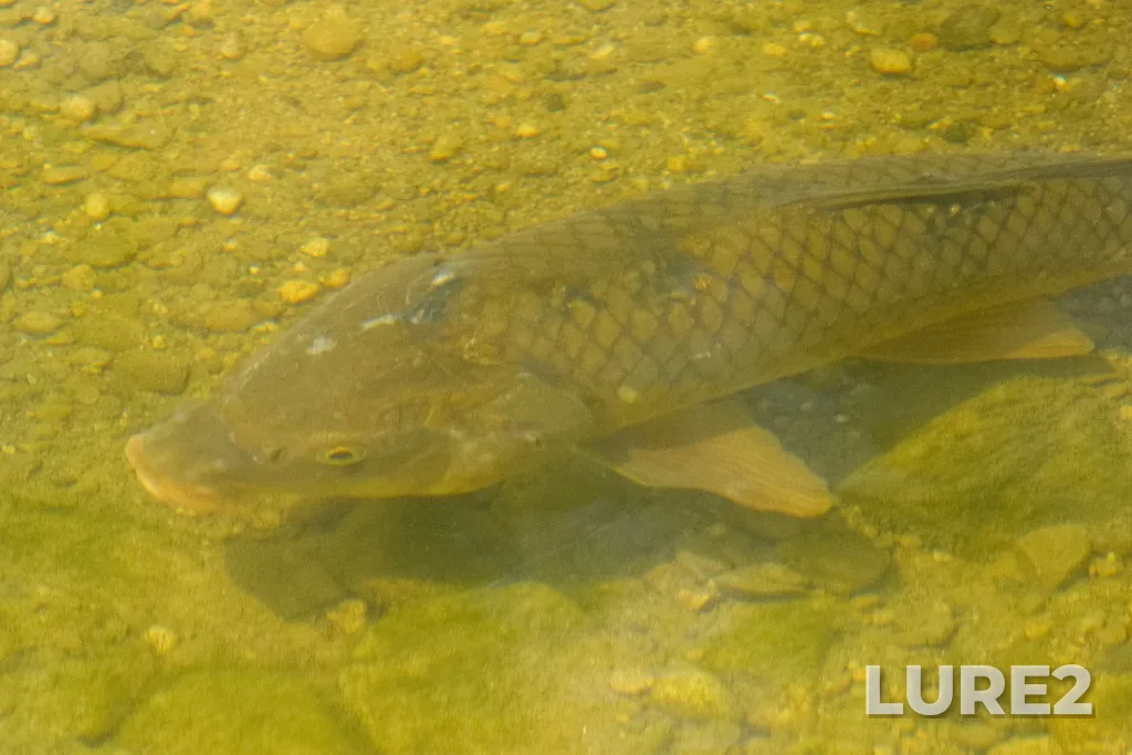 Carp — North Thames River, May 28, 2023, 3:08 PM