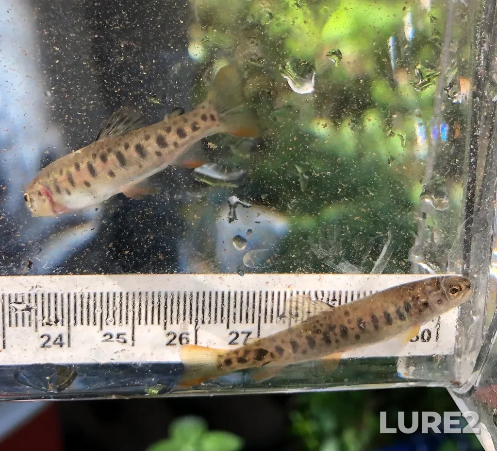 Cutthroat trout — Pike Lake, May 31, 2023, 9:31 AM