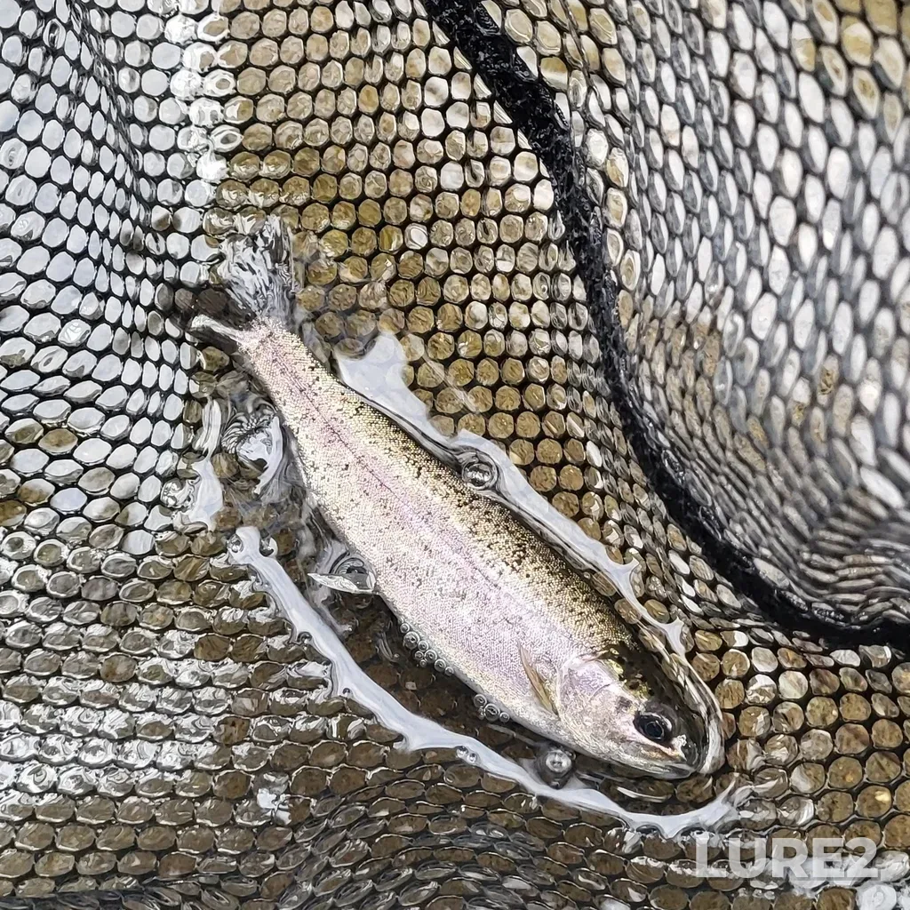Rainbow trout — Rivière Niger, Jun 02, 2023, 6:16 AM