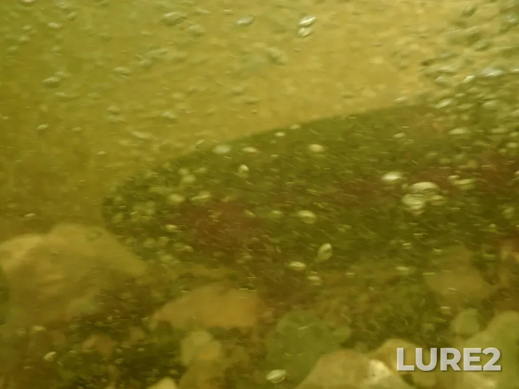 Rainbow trout — Crown Lake, May 29, 2023, 10:20 AM