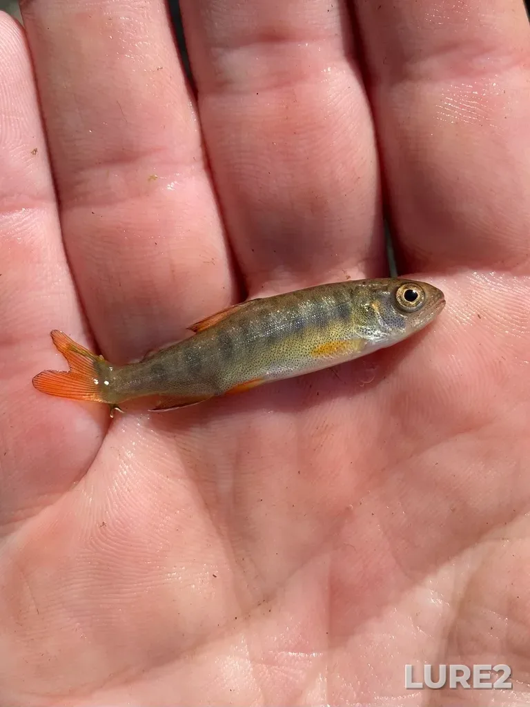 Coho salmon — Salmon Bay, Jun 04, 2023, 3:32 PM