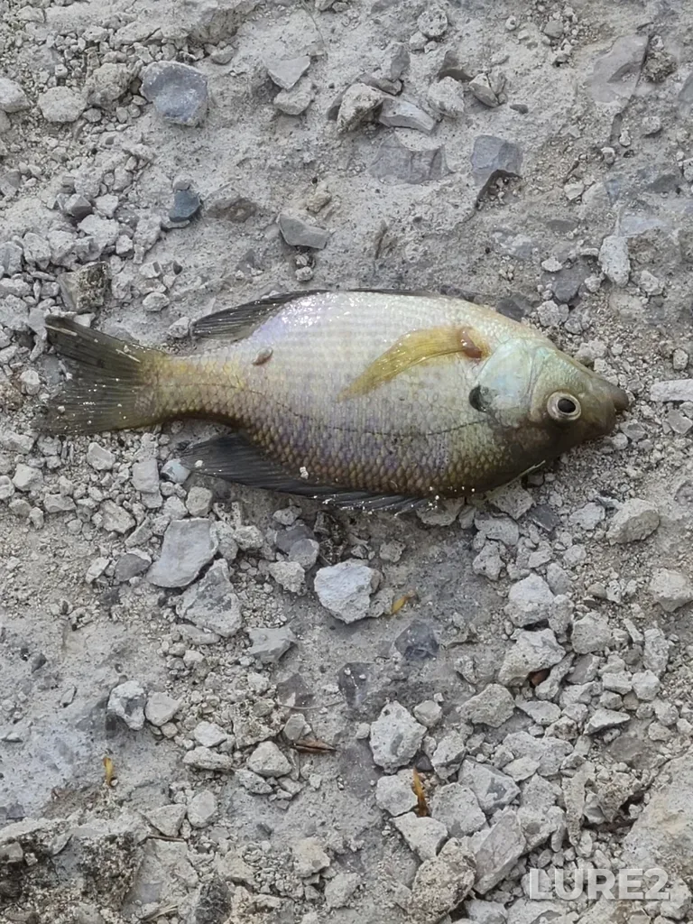 Bluegill — Shadow Lake, May 14, 2023, 6:15 PM