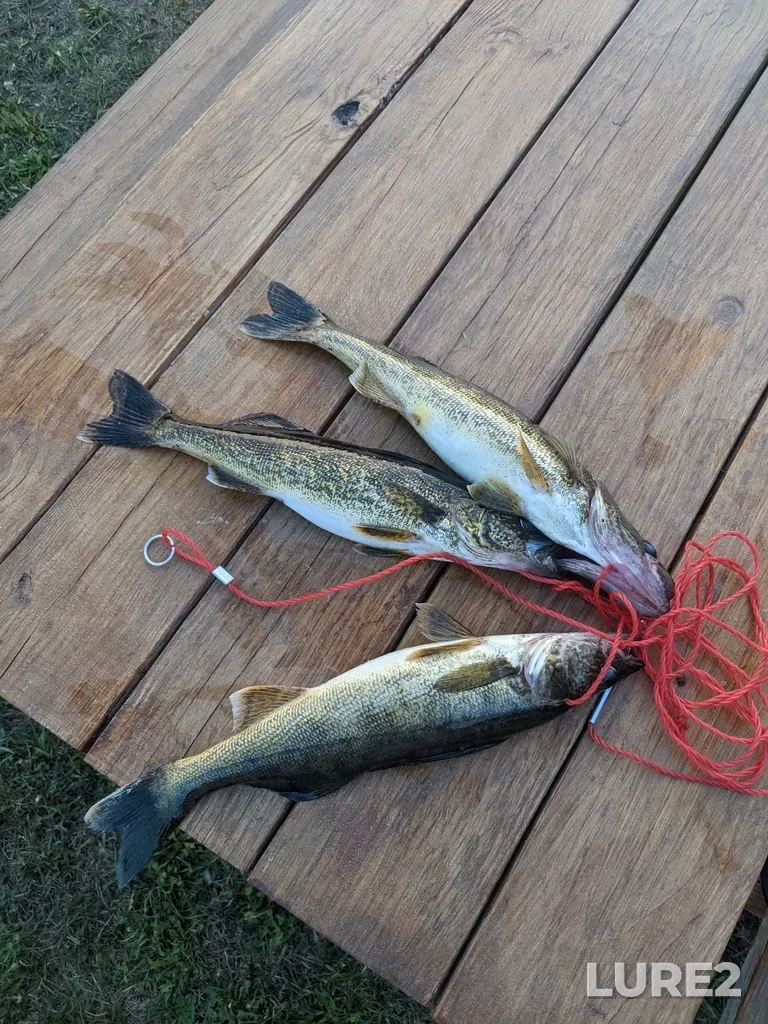 Walleye — Elora Lake, Jun 02, 2023, 9:21 PM