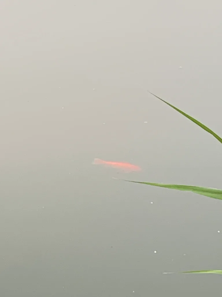 Crucian carp — Grenadier Pond, Jun 5, 2023