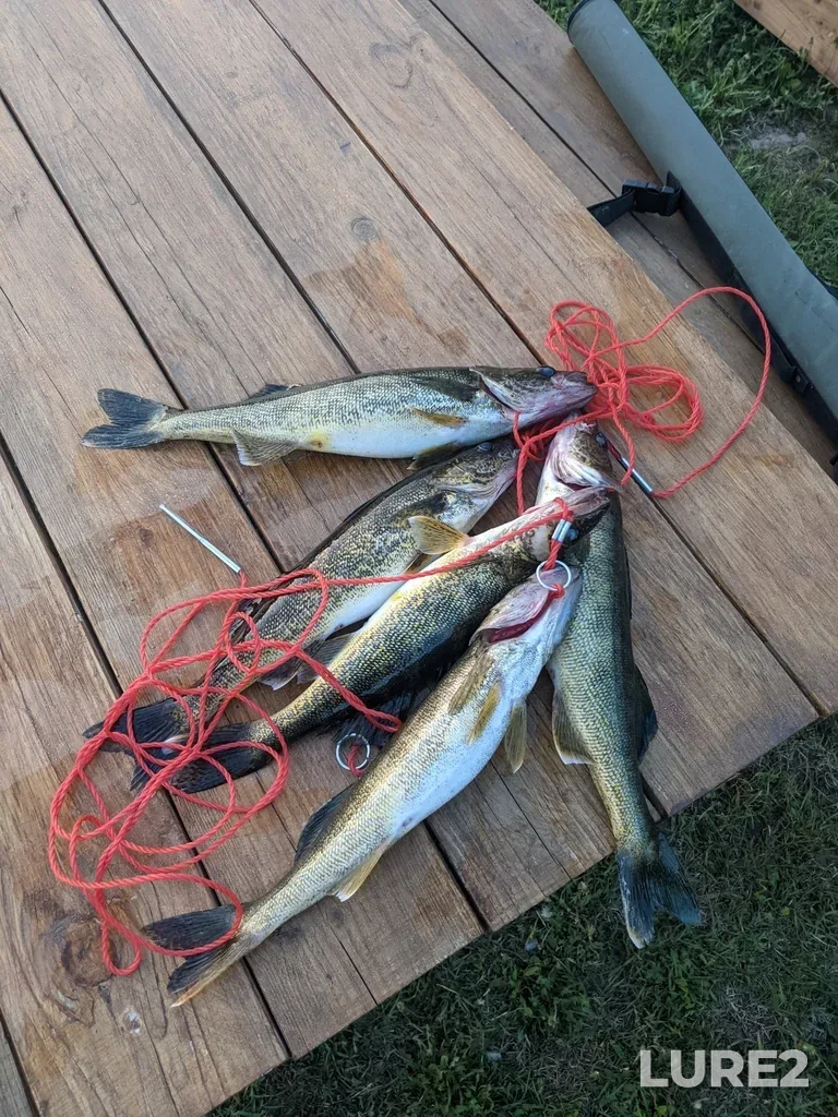 Walleye — Elora Lake, Jun 02, 2023, 9:21 PM