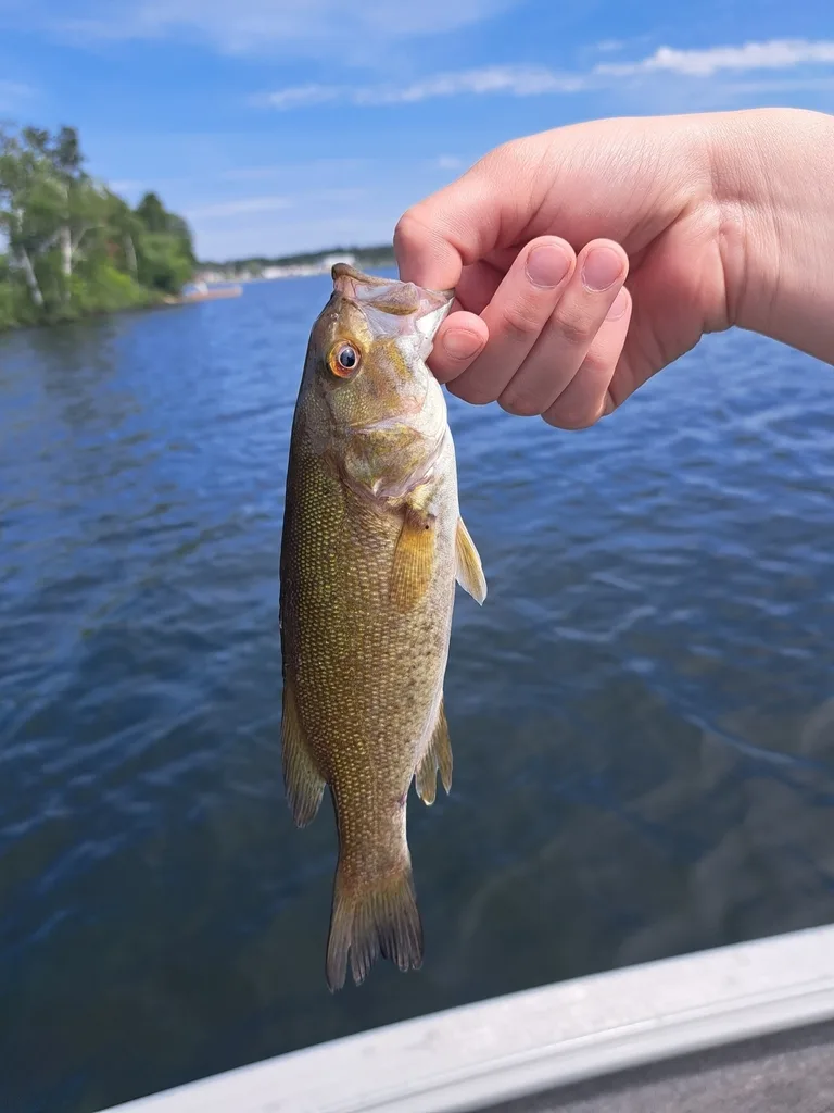 Smallmouth bass — Rabbit Lake, Jun 8, 2023