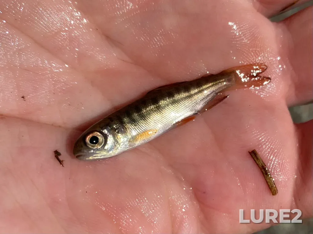 Coho salmon — Nimpkish Lake, Jun 08, 2023, 1:31 PM