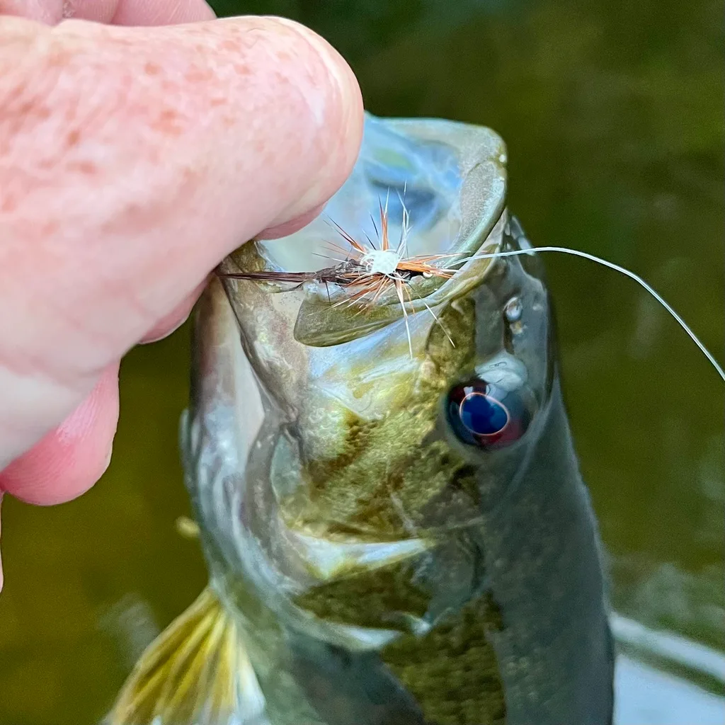 Smallmouth bass — Fancy Lake, Jun 9, 2023