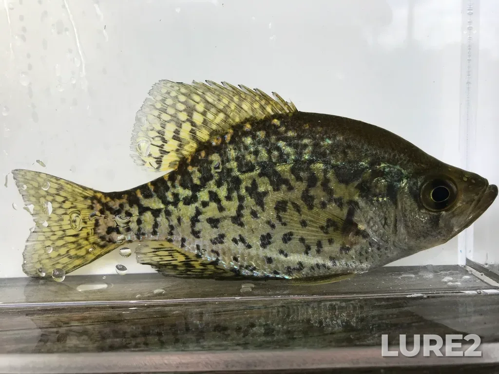Black crappie — Rice Lake, Sep 18, 2018, 12:08 PM