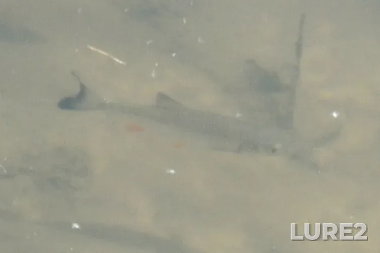 Chub — Skhodnya, Jun 09, 2023, 1:50 PM