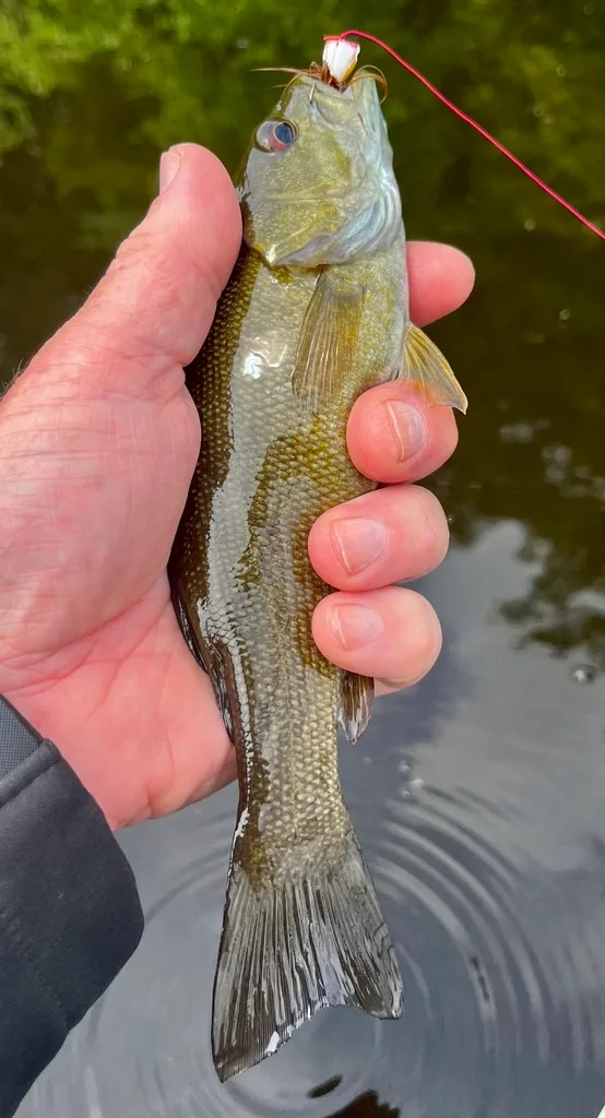 Smallmouth bass — Fancy Lake, Jun 10, 2023