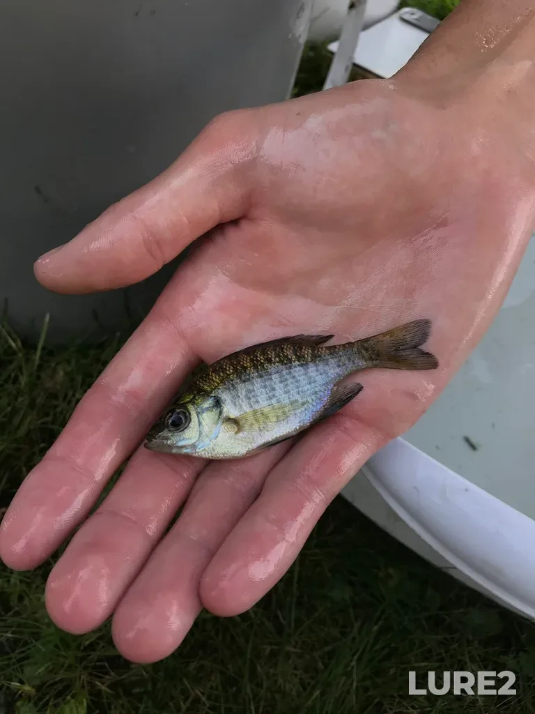 Bluegill — Lower Buckhorn Lake, Sep 18, 2018, 2:26 PM