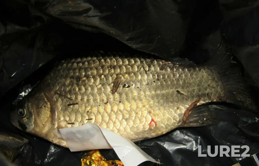 Crucian carp — Nerskaya (Staroye ruslo), Jun 10, 2023, 5:07 PM