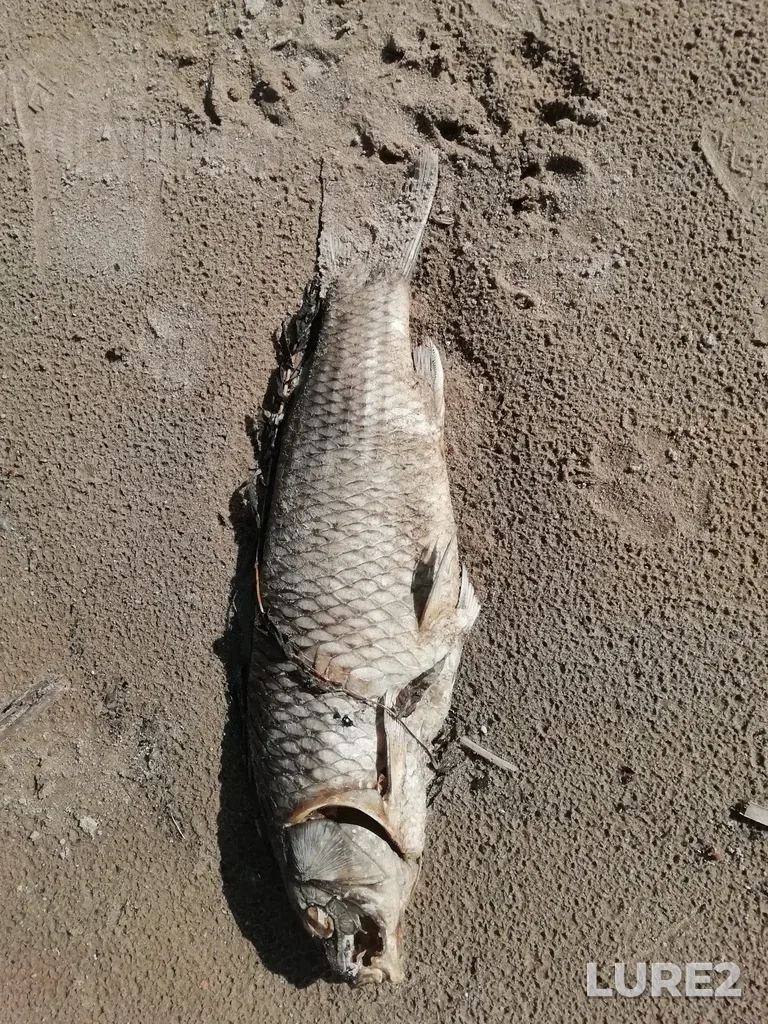 Carp — protoka Bulak, Jun 11, 2023, 4:05 PM