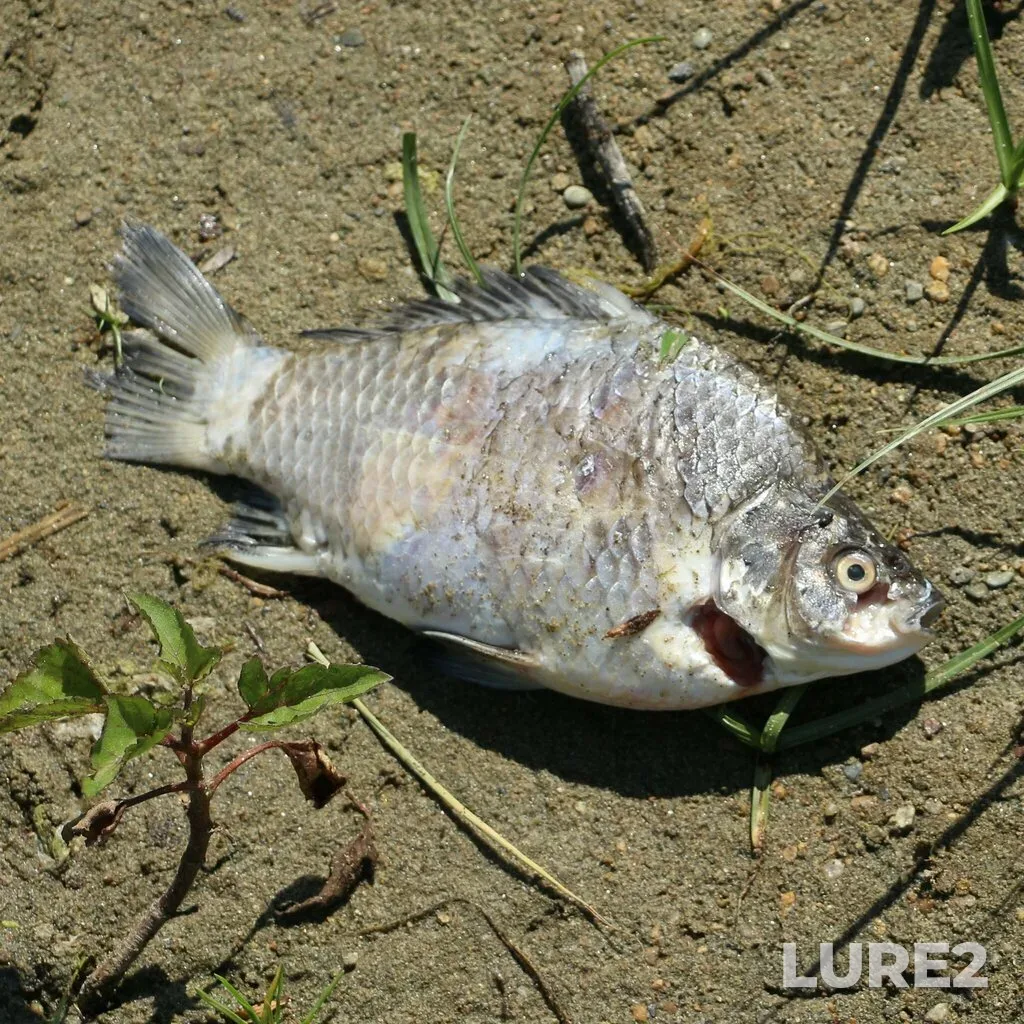 Crucian carp — Kopyttse, Jun 11, 2023, 2:56 PM