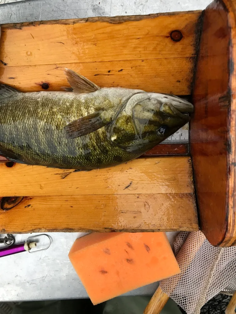 Smallmouth bass, Largemouth bass — Lower Buckhorn Lake, Sep 19, 2018