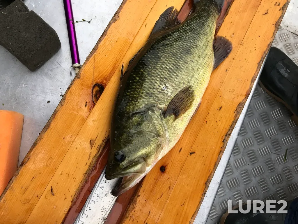 Largemouth bass — Lower Buckhorn Lake, Sep 19, 2018, 10:16 AM