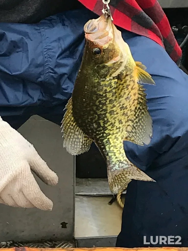 Black crappie — Lower Buckhorn Lake, Sep 19, 2018, 11:11 AM