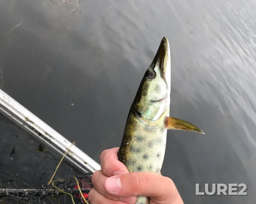 Muskellunge — Lower Buckhorn Lake, Sep 19, 2018, 11:50 AM