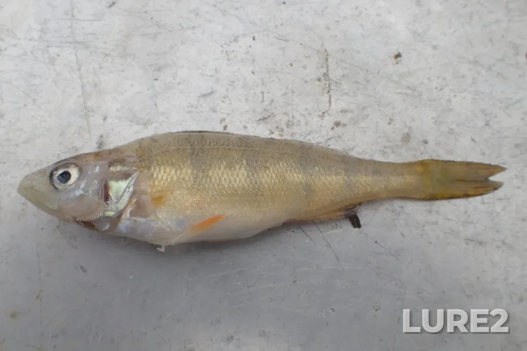 Yellow perch — Atikwa River, Jun 05, 2023, 11:18 AM