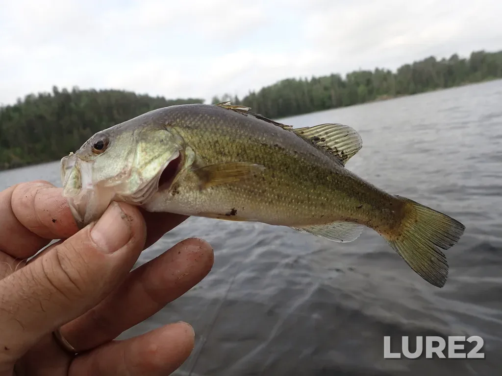 Largemouth bass — Rupert Lake, Jun 05, 2023, 9:10 AM
