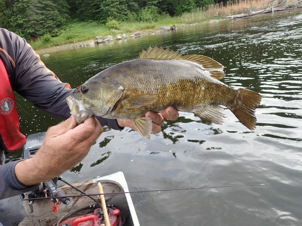 Smallmouth bass — Rupert Lake, Jun 5, 2023