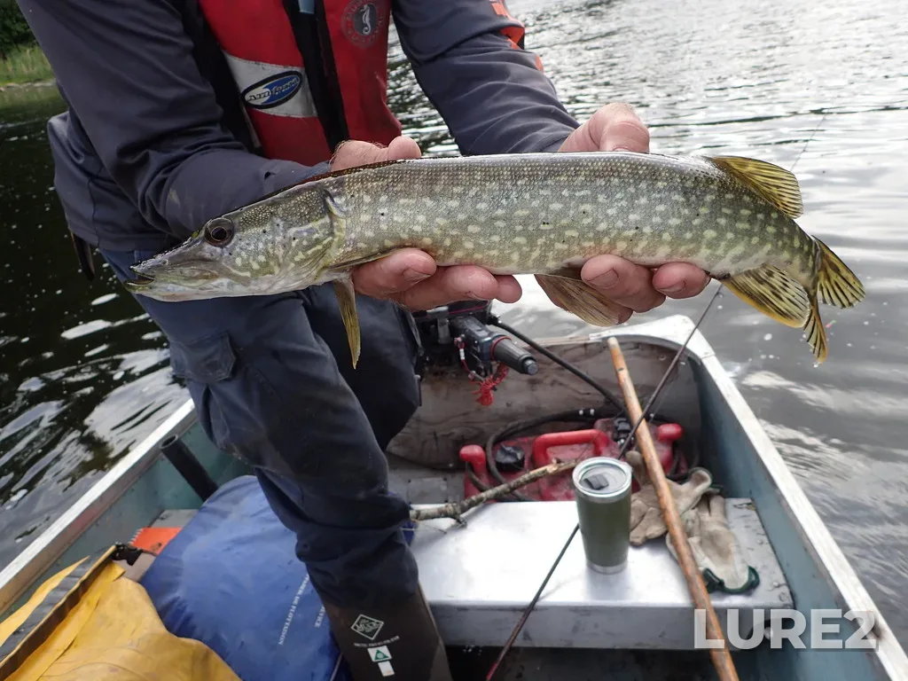 Pike — Rupert Lake, Jun 05, 2023, 8:48 AM