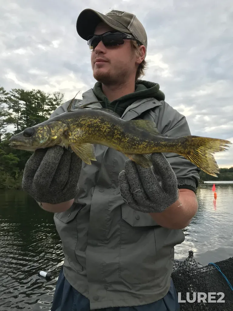 Walleye — Lovesick Lake, Sep 20, 2018, 8:47 AM