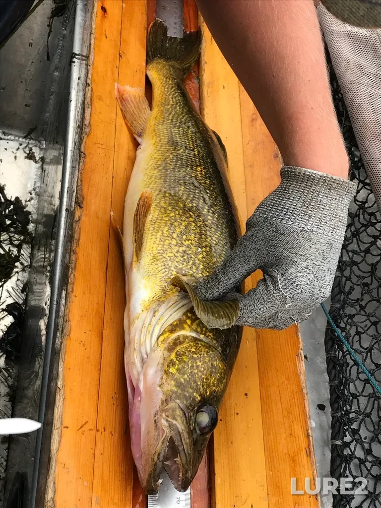 Walleye — Lovesick Lake, Sep 20, 2018, 8:51 AM