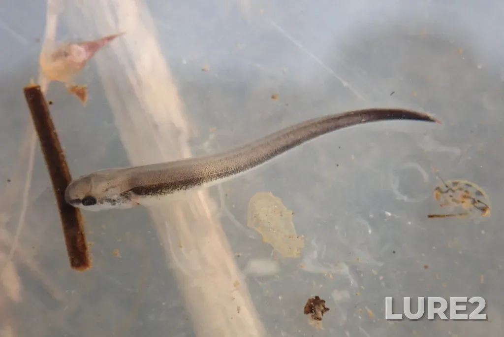 Lake sturgeon — Kaministiquia River, Jun 13, 2023, 9:11 AM
