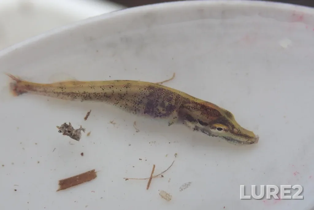 Pike — Kaministiquia River, Jun 13, 2023, 9:16 AM