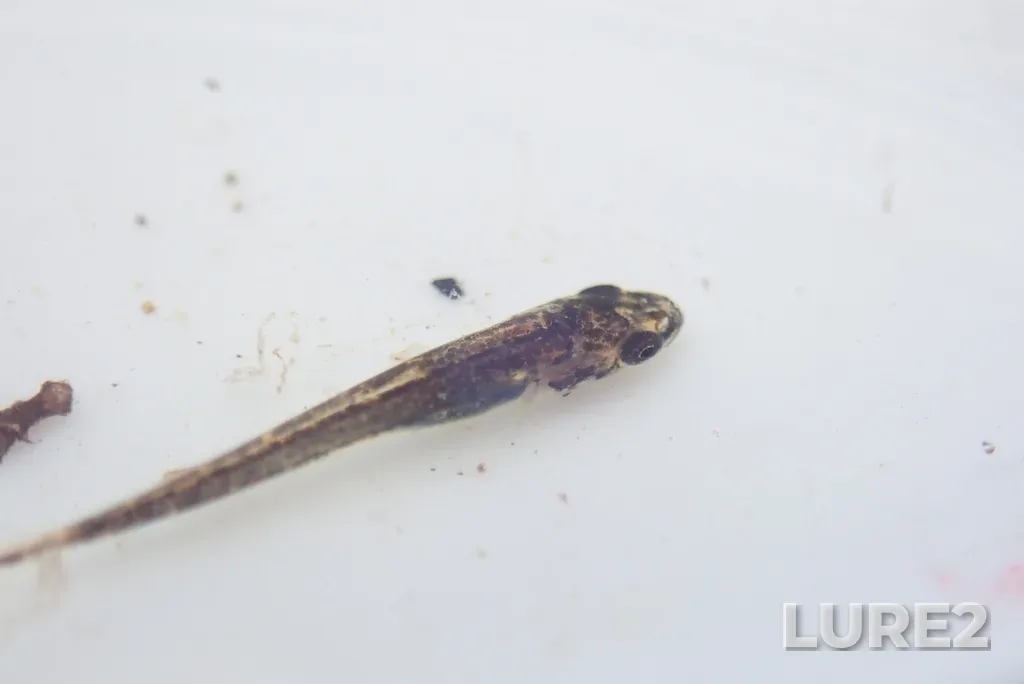 Burbot — Kaministiquia River, Jun 13, 2023, 10:05 AM