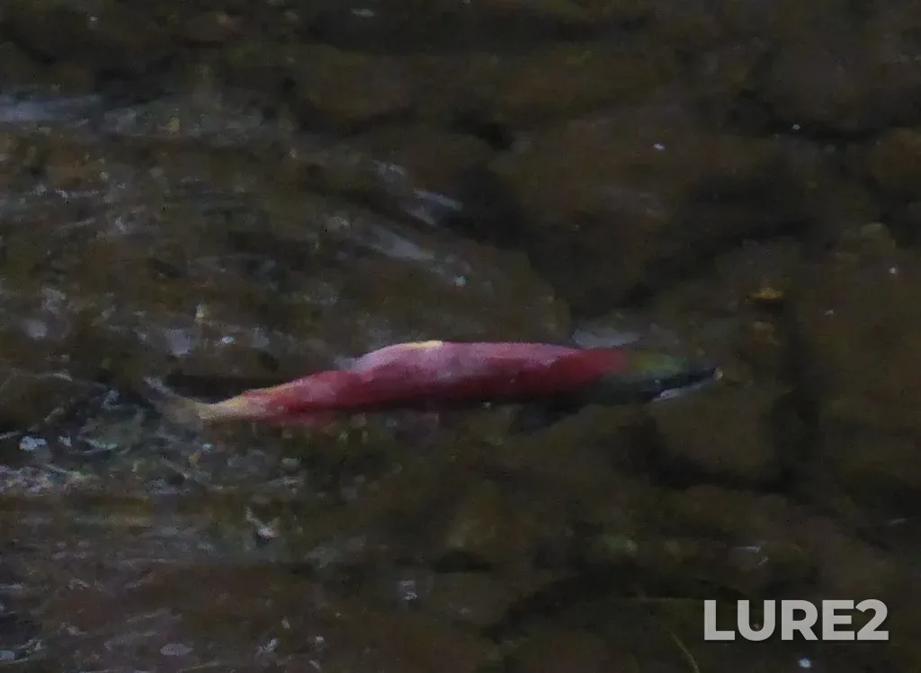 Sockeye salmon — Big Sand Creek, Sep 22, 2018, 10:07 AM