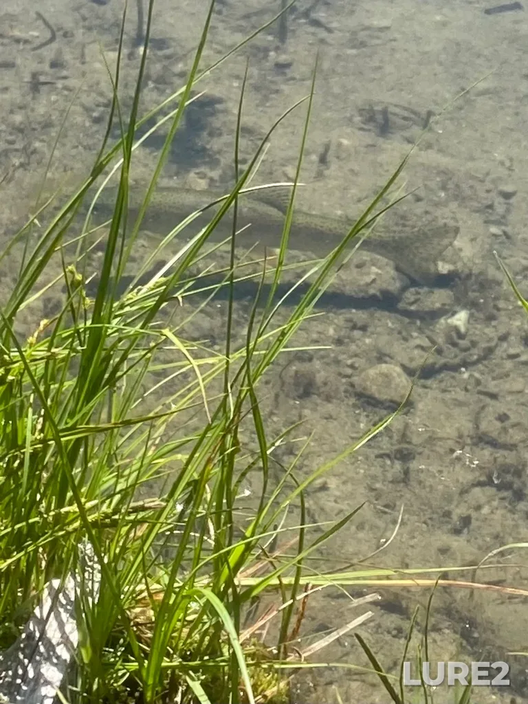 Rainbow trout — Lightning Lake, Jun 15, 2023