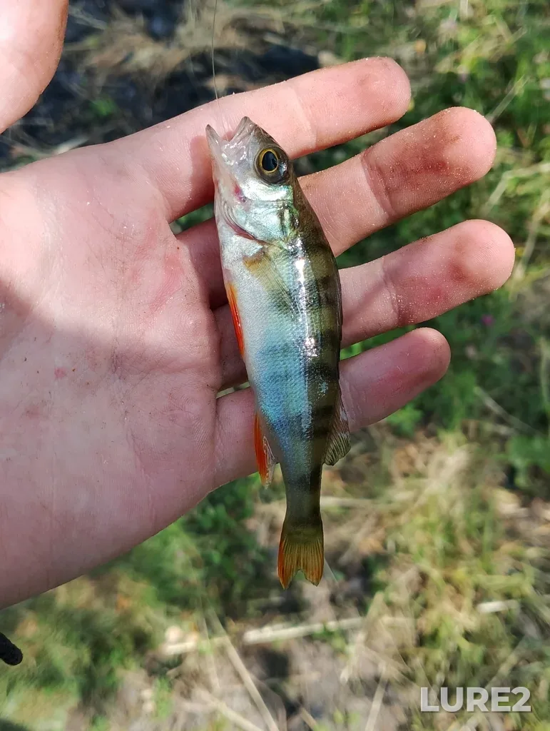 Perch — Tulskaya obl., Rossiya, 301722, Jun 19, 2023, 12:25 PM