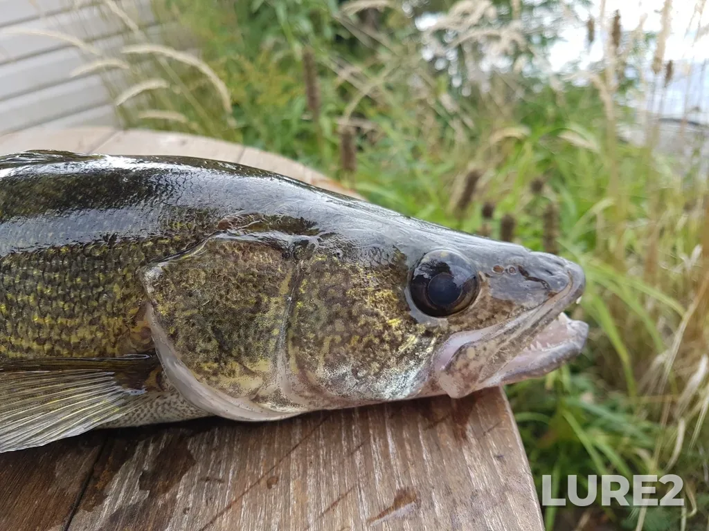 Walleye — Balsam Lake, Sep 23, 2018, 3:40 PM