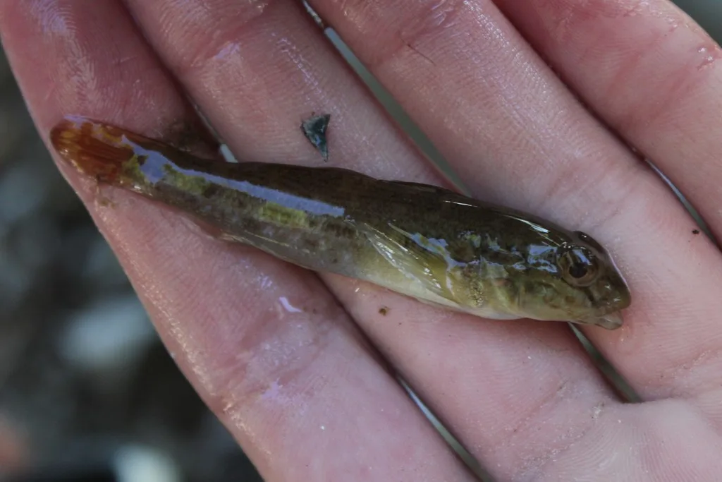 Round goby — Quarry Point Bay (Private Camp Wahanowin), Sep 22, 2018