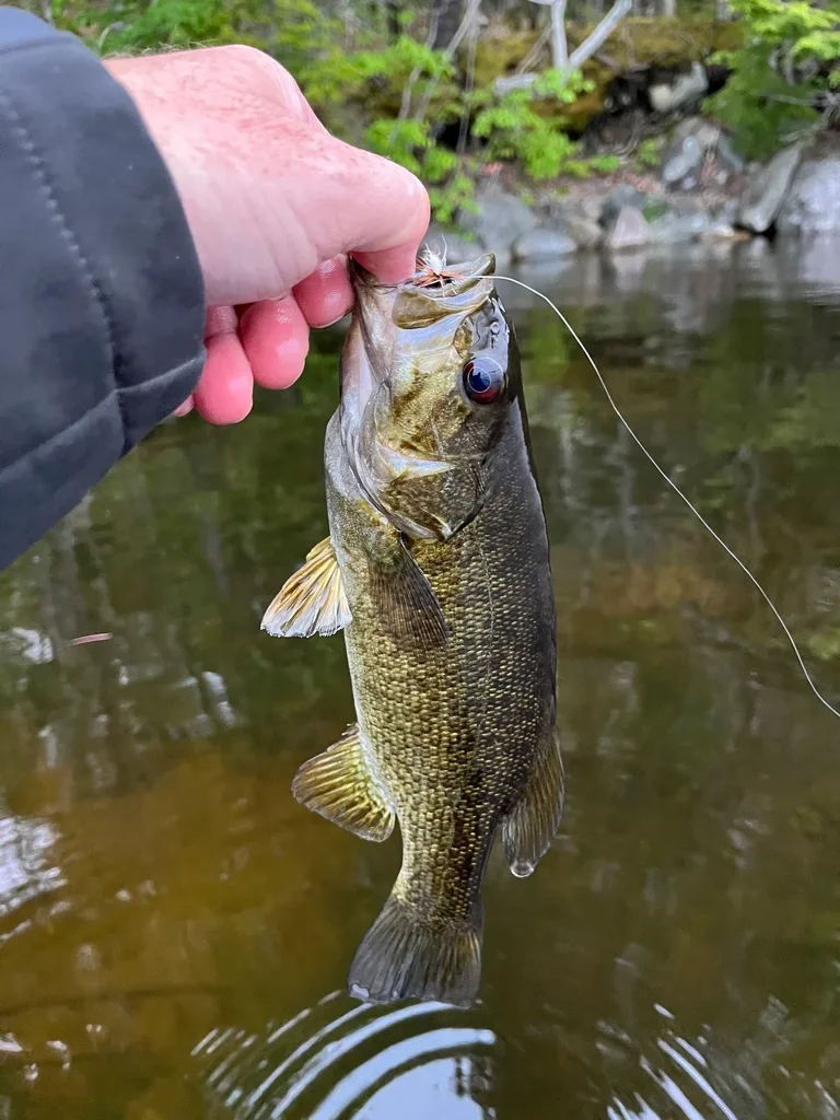 Smallmouth bass — Fancy Lake, Jun 9, 2023