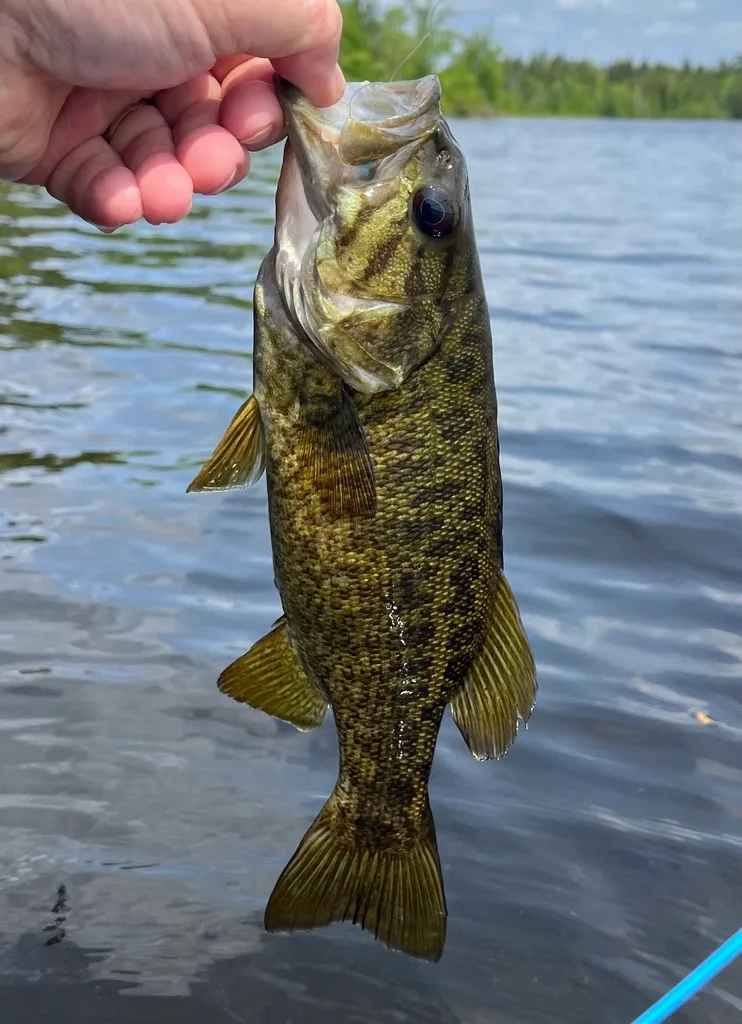 Smallmouth bass — Fancy Lake, Jun 11, 2023