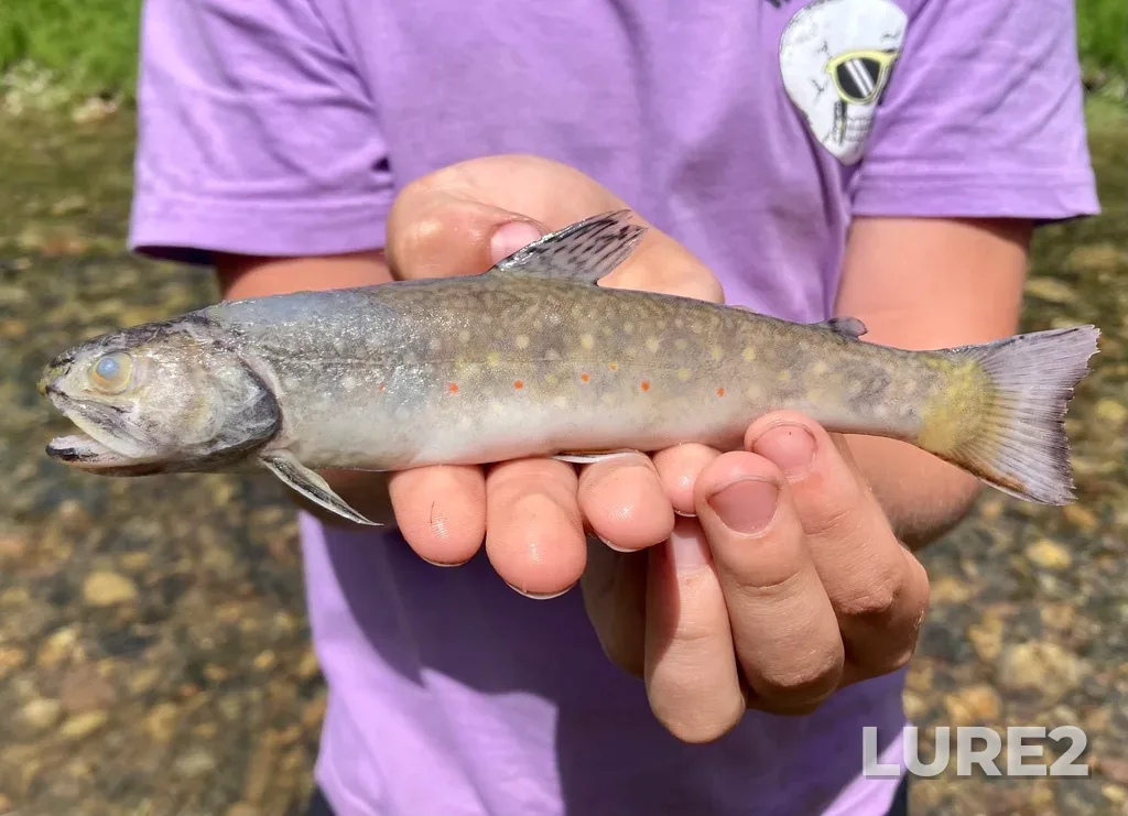 Brook trout — Battle Creek, Jun 23, 2023, 1:26 PM
