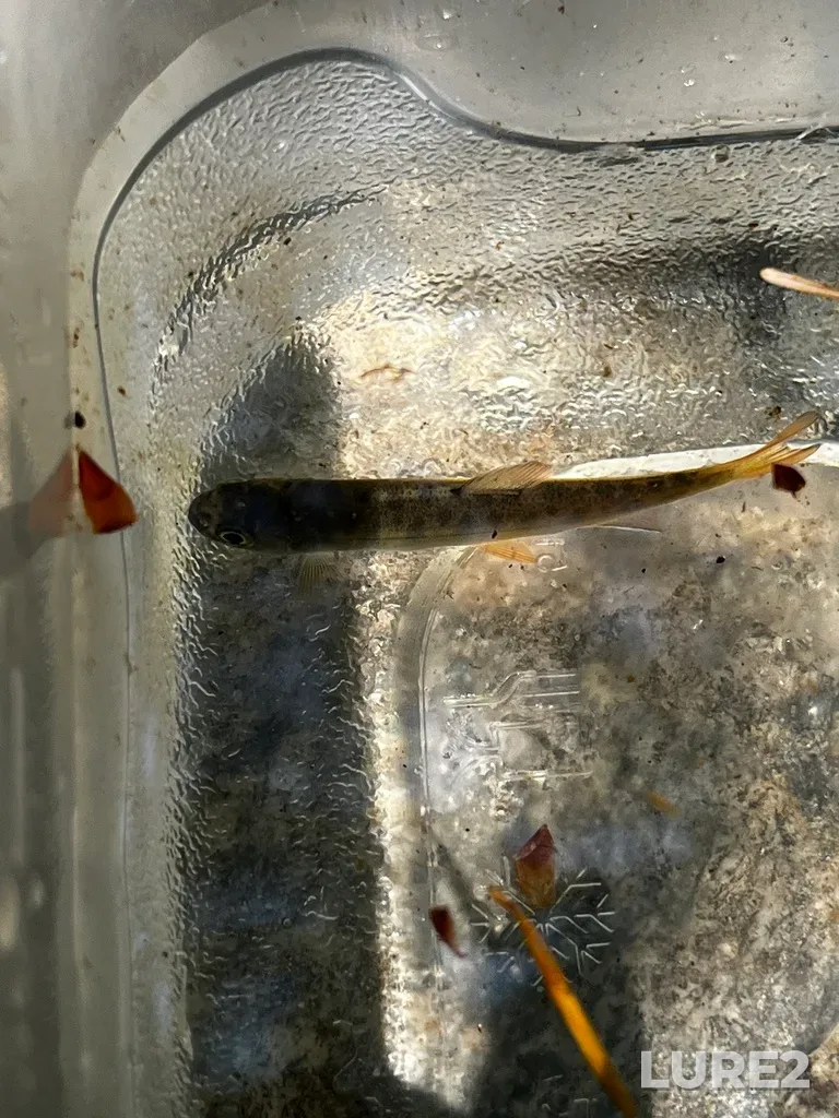 Coho salmon — Trail Bay, Jun 25, 2023, 1:44 PM
