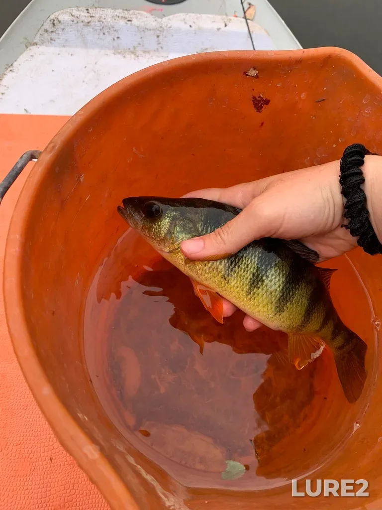 Yellow perch — Rivière Ouareau, Jun 25, 2023, 6:57 AM