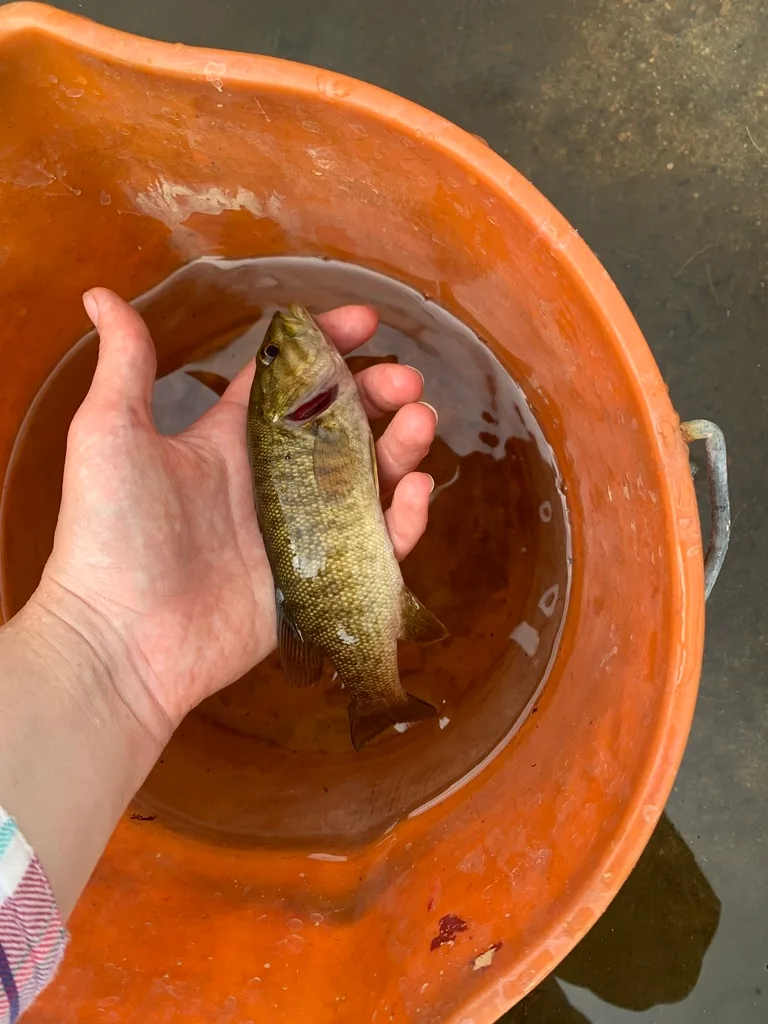 Smallmouth bass — Rivière Ouareau, Jun 24, 2023