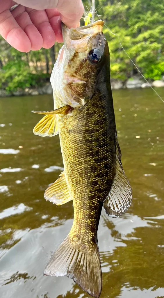 Smallmouth bass — Fancy Lake, Jun 11, 2023