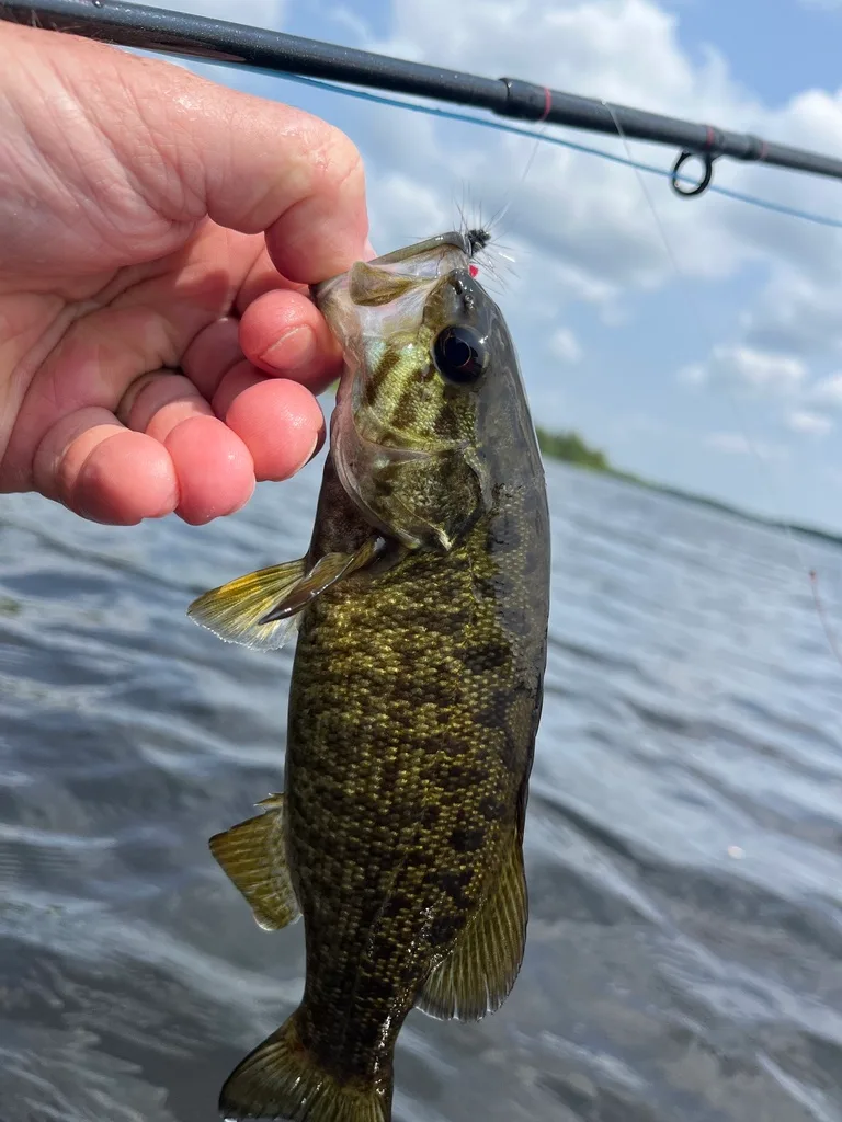 Smallmouth bass — Fancy Lake, Jun 11, 2023