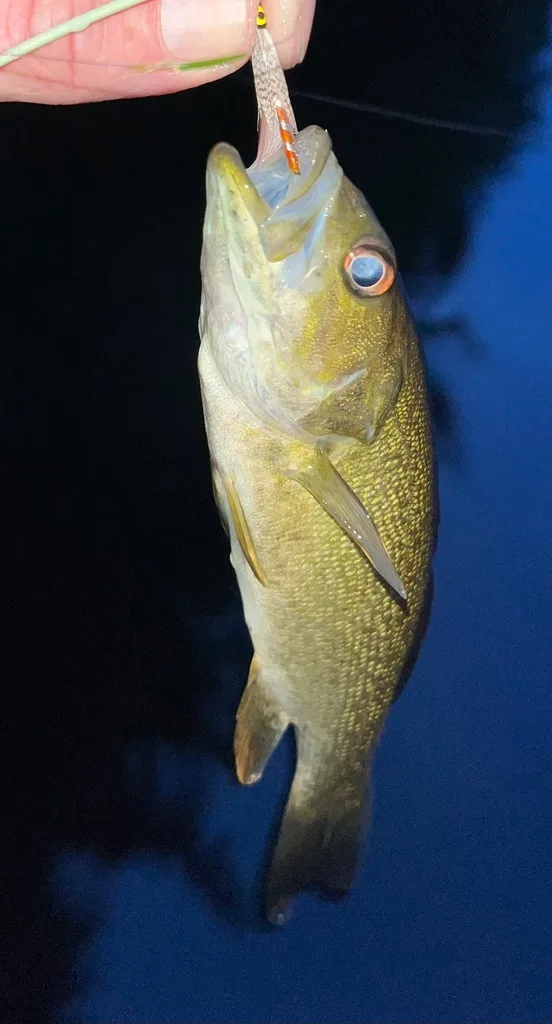 Smallmouth bass — Fancy Lake, Sep 10, 2022