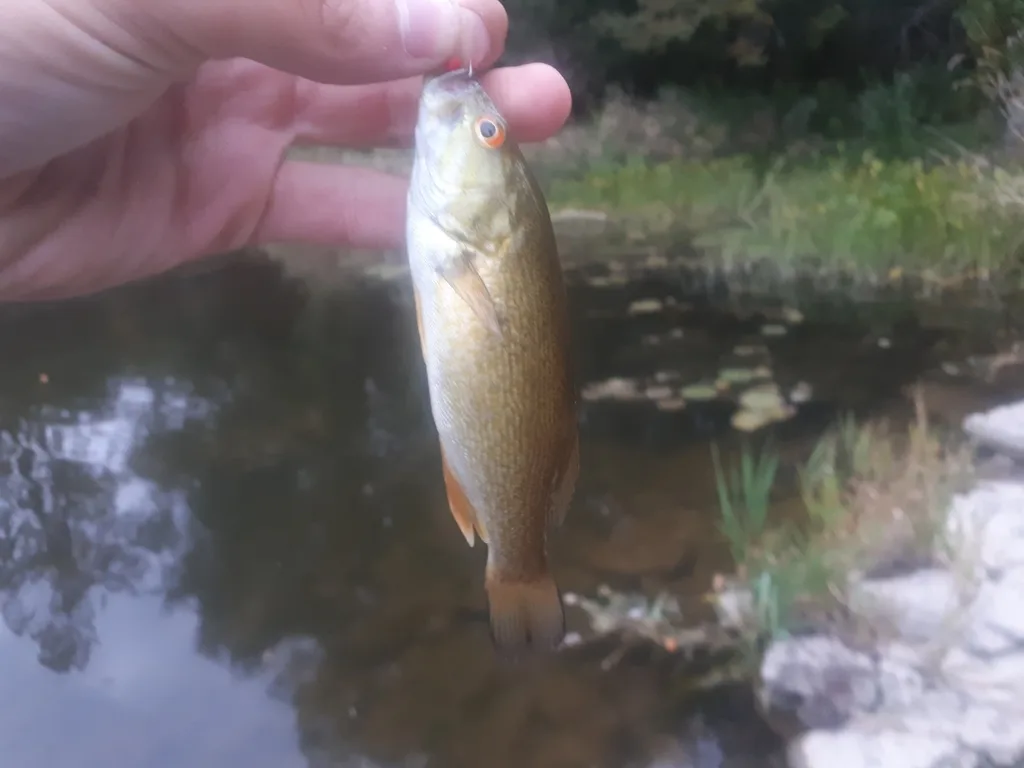 Smallmouth bass — Speed River, Sep 28, 2018